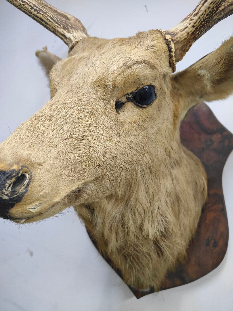 【引取限定】エゾシカ　北海道の蝦夷鹿ハンティングトロフィー