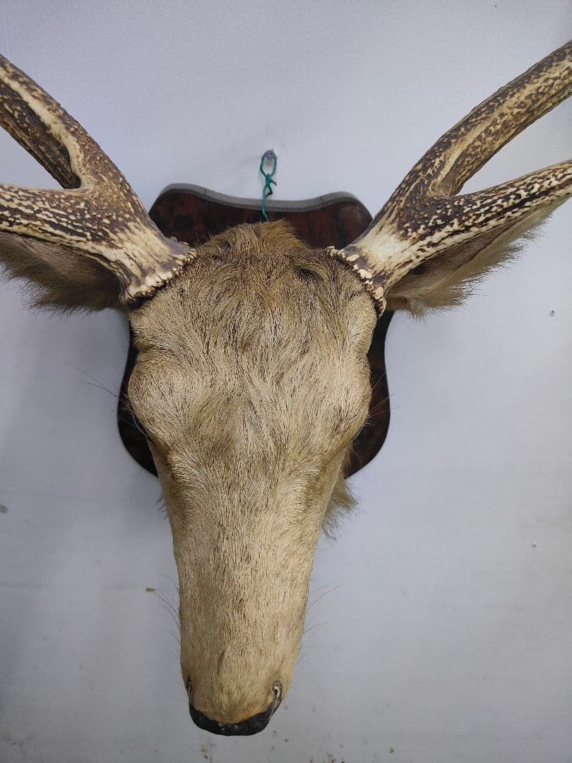 【引取限定】エゾシカ　北海道の蝦夷鹿ハンティングトロフィー