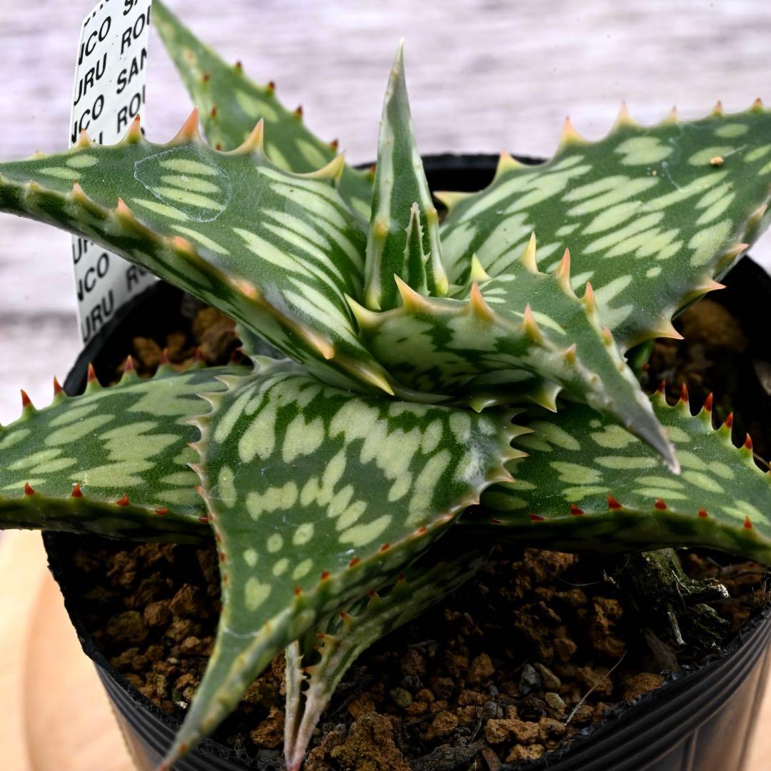 アロエ 実生 ネオペキヘミ ペッキー×ヘミンギー 多肉植物 極上苗