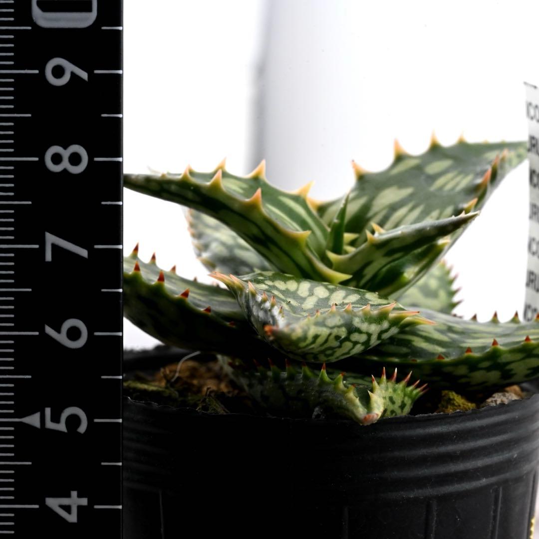 アロエ 実生 ネオペキヘミ ペッキー×ヘミンギー 多肉植物 極上苗