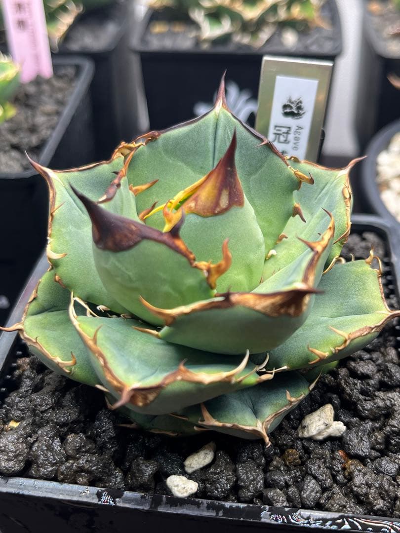 R*x様 アガベチタノタ　イーグルクラウン子株