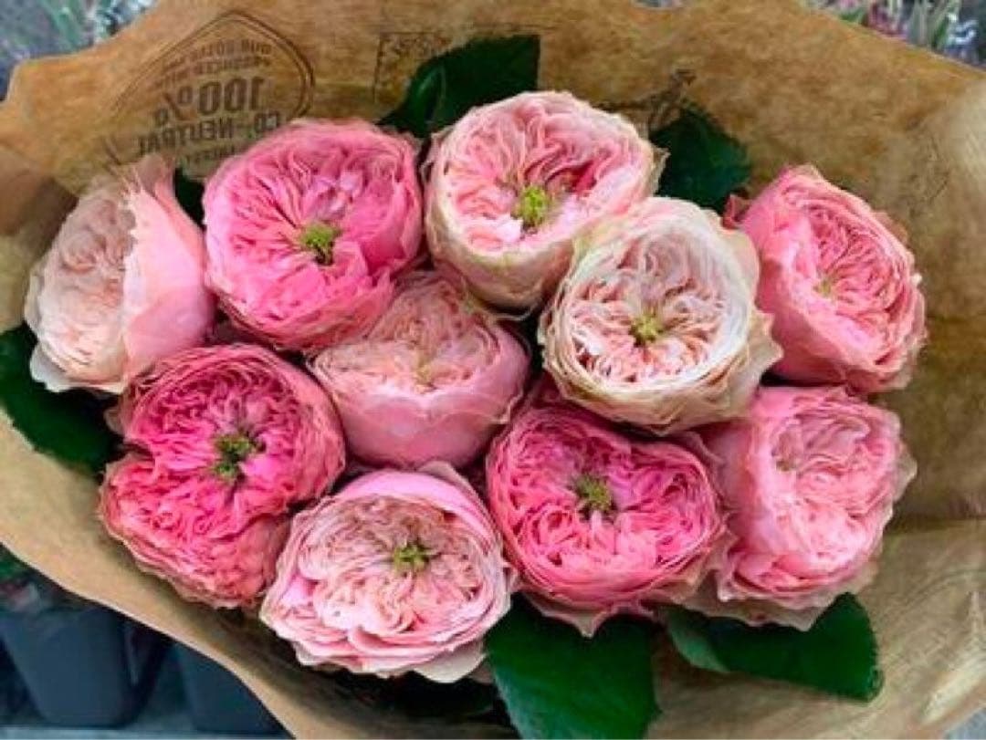 「Rose39」 切り花品種バラ苗　 レアバラ