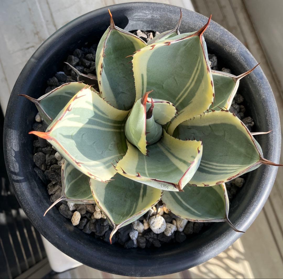 【コレクション株】アガベ　パリートランカータ　オリザバ 【親株出品】6号鉢