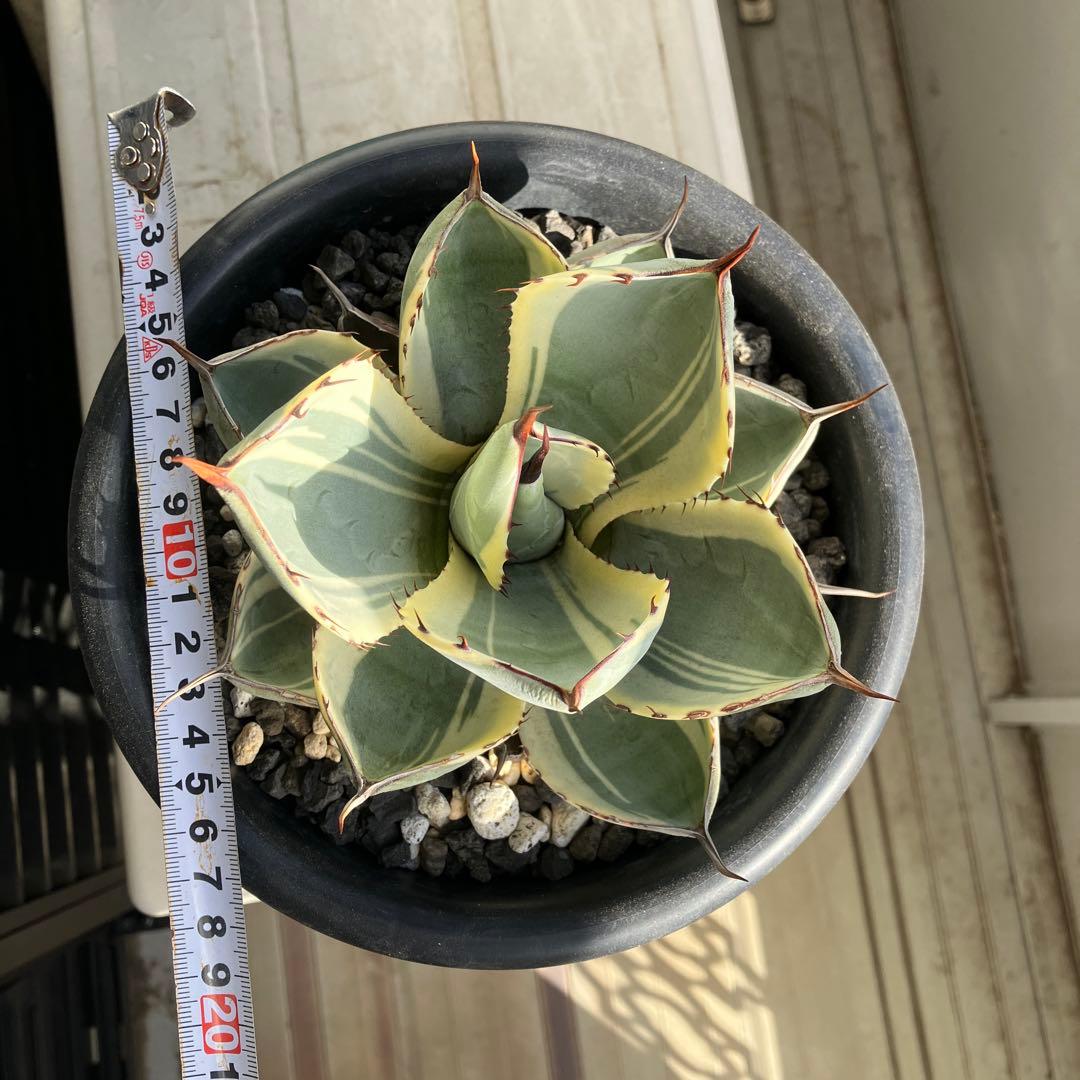【コレクション株】アガベ　パリートランカータ　オリザバ 【親株出品】6号鉢