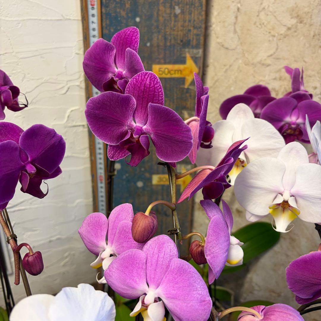 ♡*♡様 胡蝶蘭 10ポット ファレノプシス