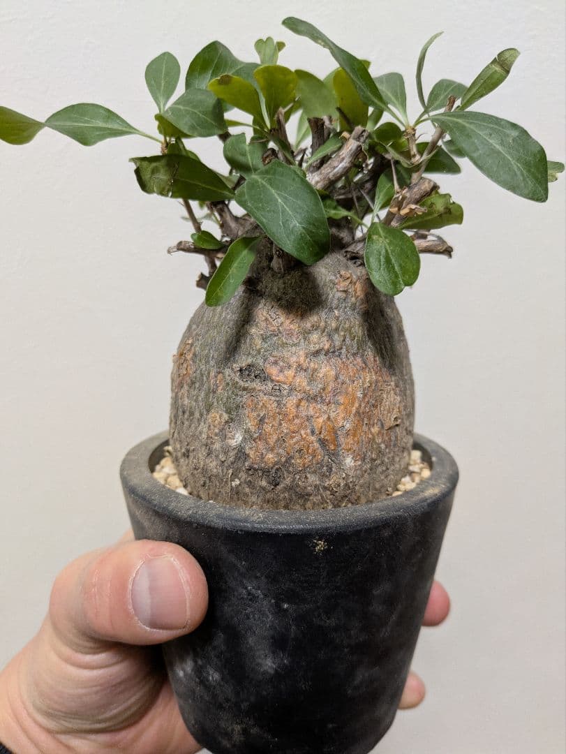 コレクション株！フォークイエリア　コルムナリス　赤肌　発根済み