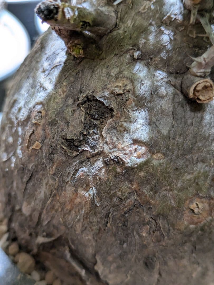 コレクション株！フォークイエリア　コルムナリス　赤肌　発根済み