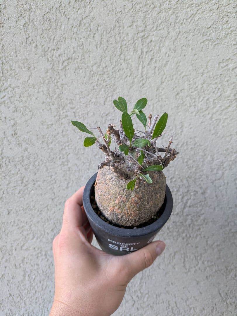 コレクション株！フォークイエリア　コルムナリス　赤肌　発根済み