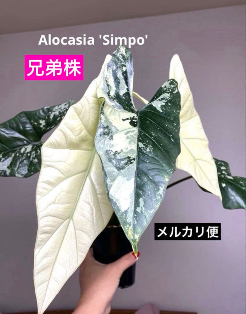 レ*迎様 【超希少‼️美株✨】アロカシア　シンポ　アルボ　斑入り　白斑　レア　人