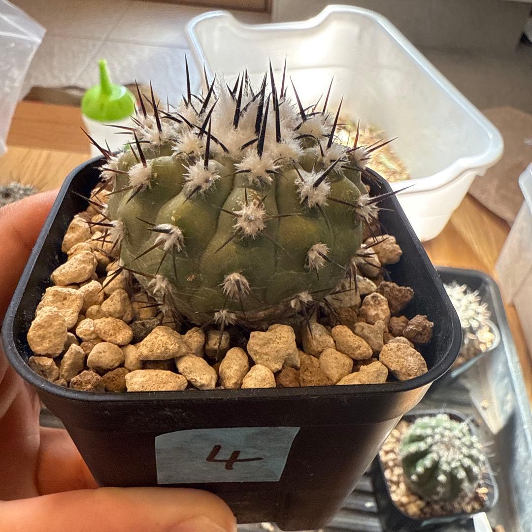 黒王丸　実生　接木　台付　発根済　4