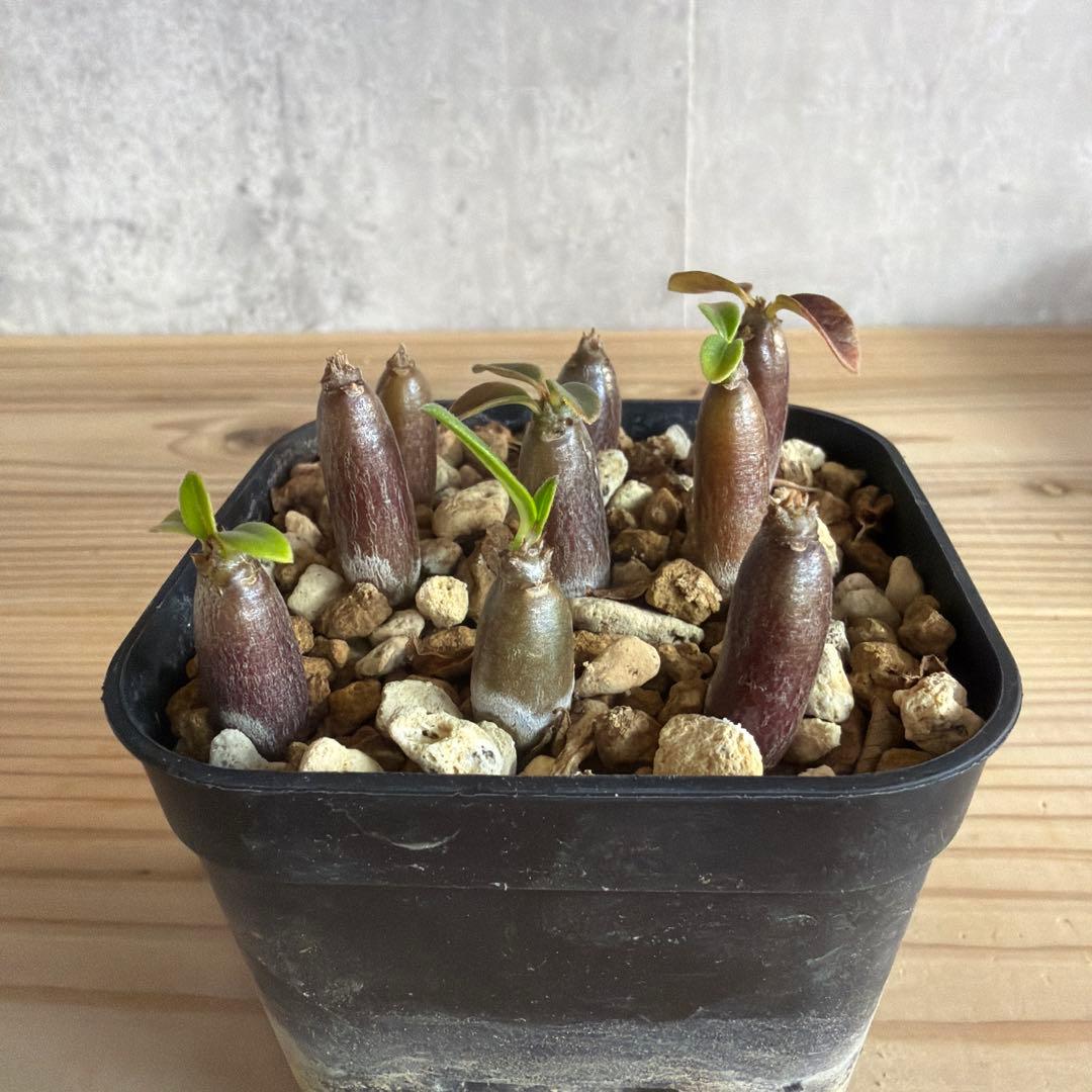 9株セット　パキポディウムウィンゾリー 国内実生株