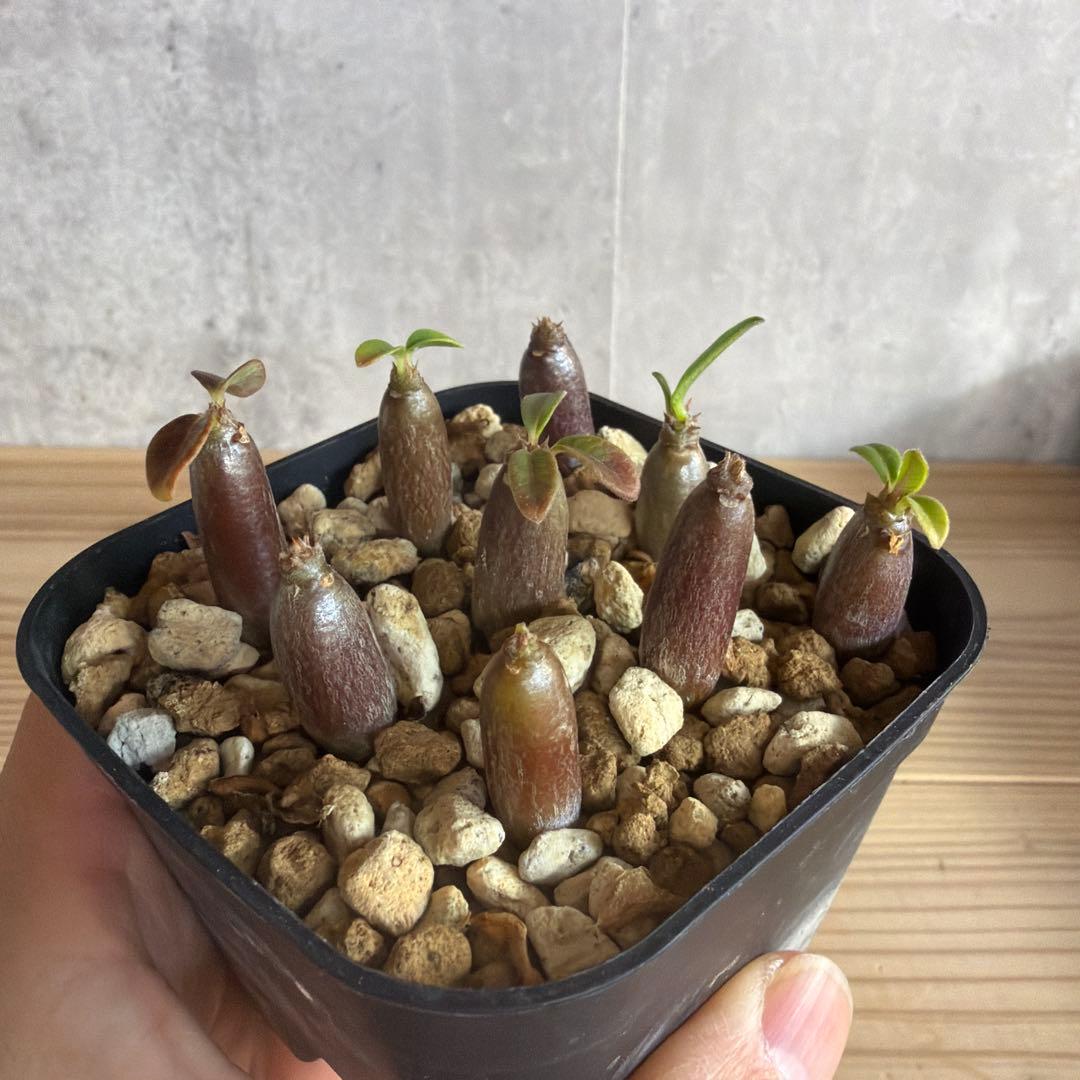 9株セット　パキポディウムウィンゾリー 国内実生株