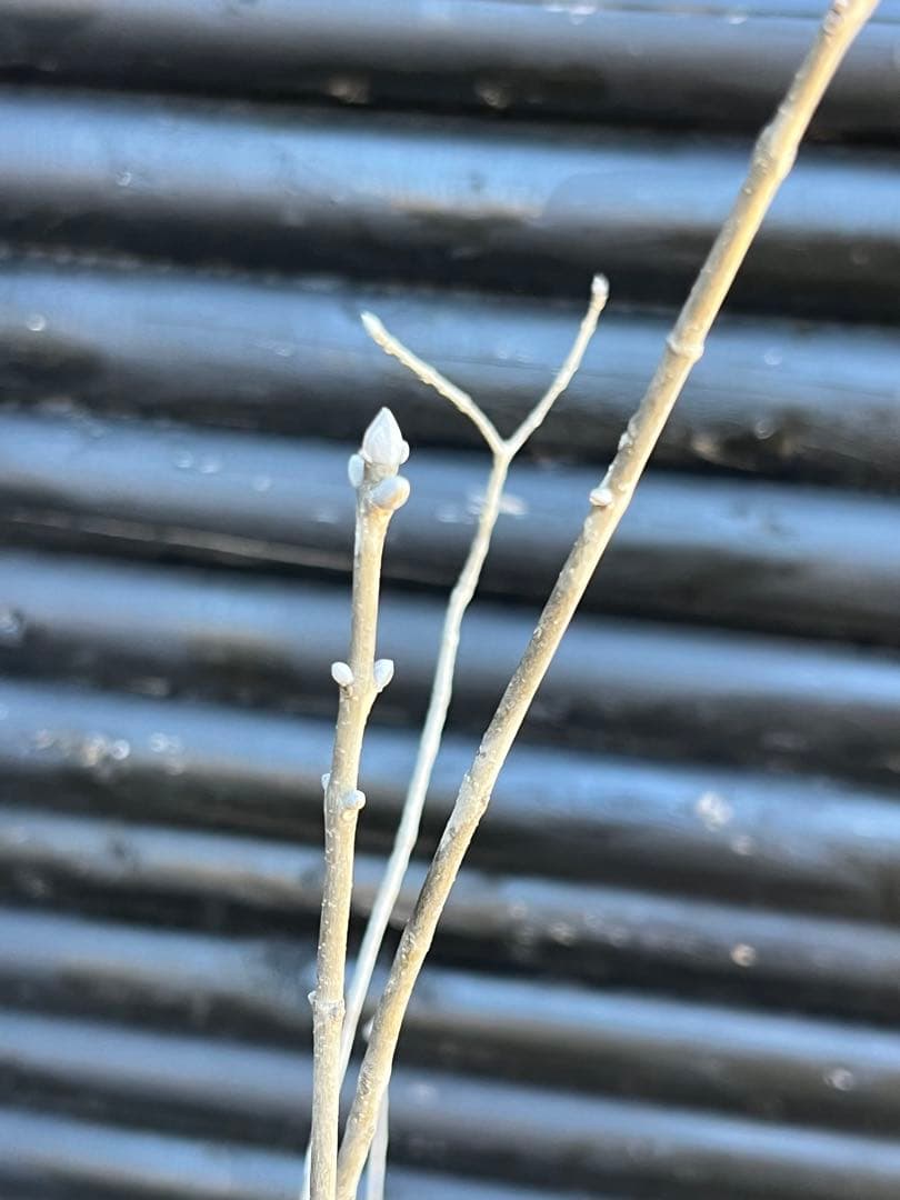 山採り天然　アオダモ　5本株立ち　82