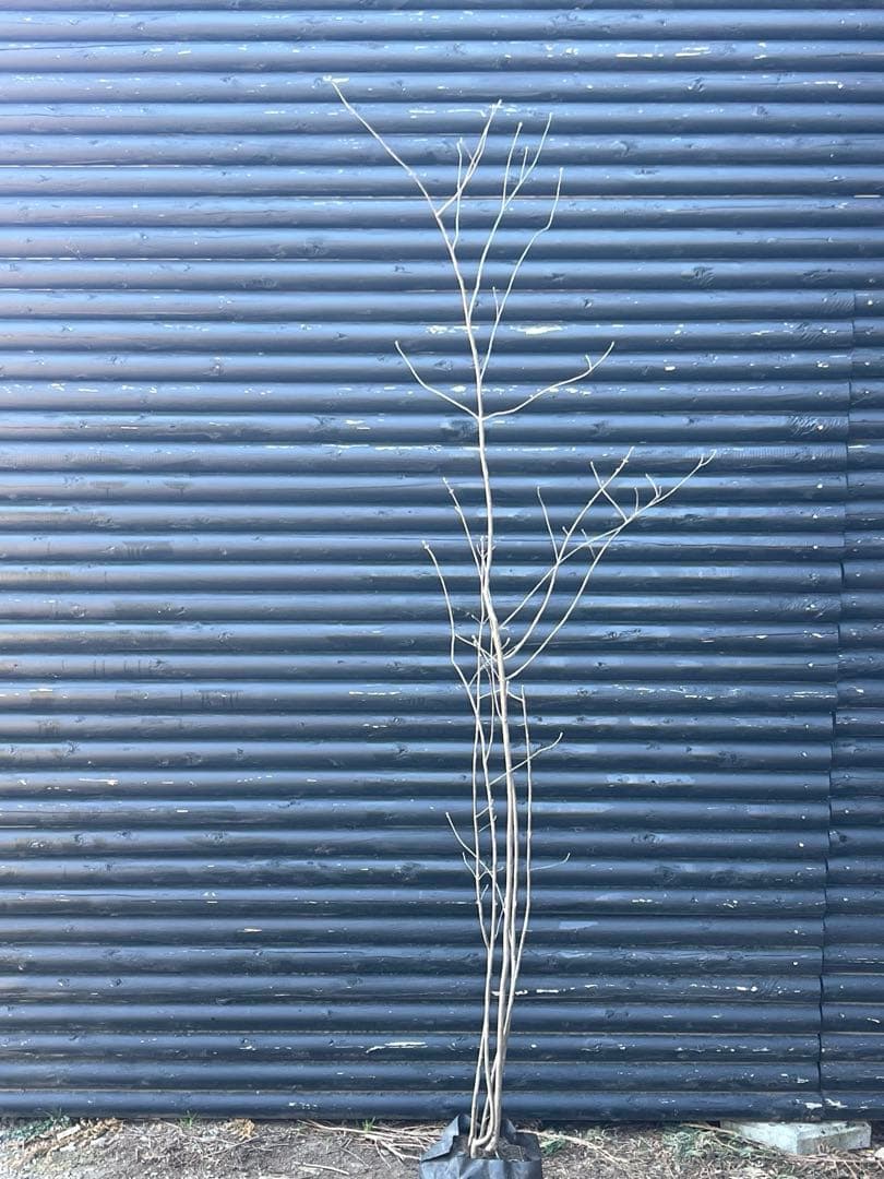 山採り天然　アオダモ　5本株立ち　82