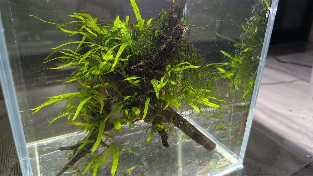 ミクロソリウムトライデントリーフ60葉以上が自然活着した2本組のブランチ流木