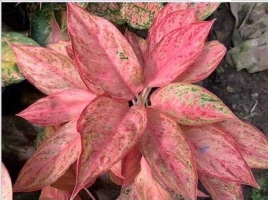 専用　アグラオネマ　B