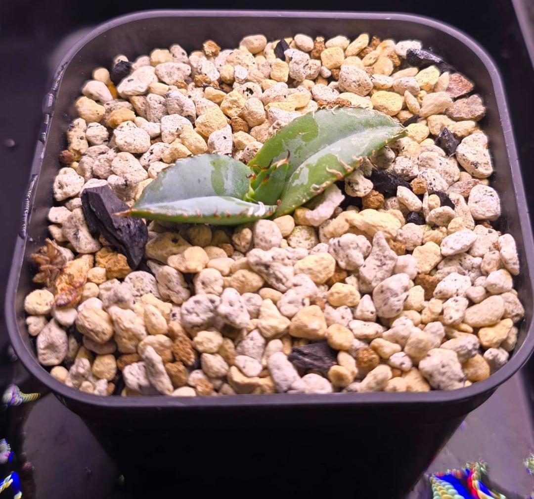 HIDDEN AGAVEジェレミー Creep　発根済タグ付き2