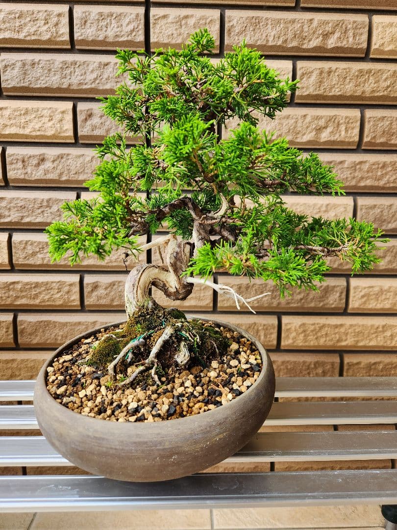 盆栽　真柏　盆栽鉢　植物