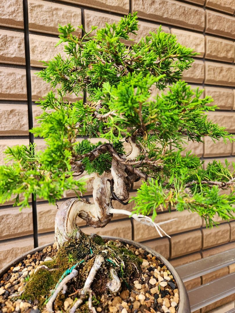 盆栽　真柏　盆栽鉢　植物