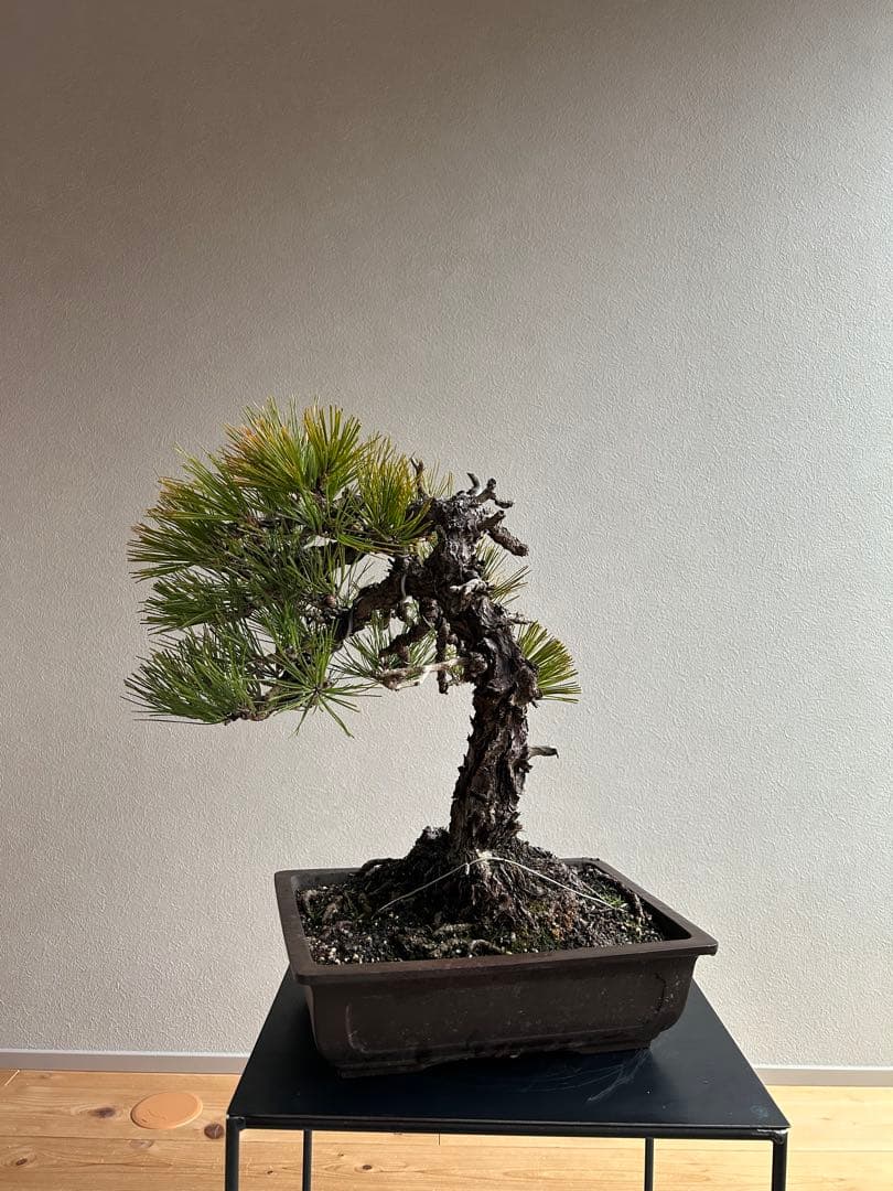 黒松　盆栽　激古　中品　足元15㎝