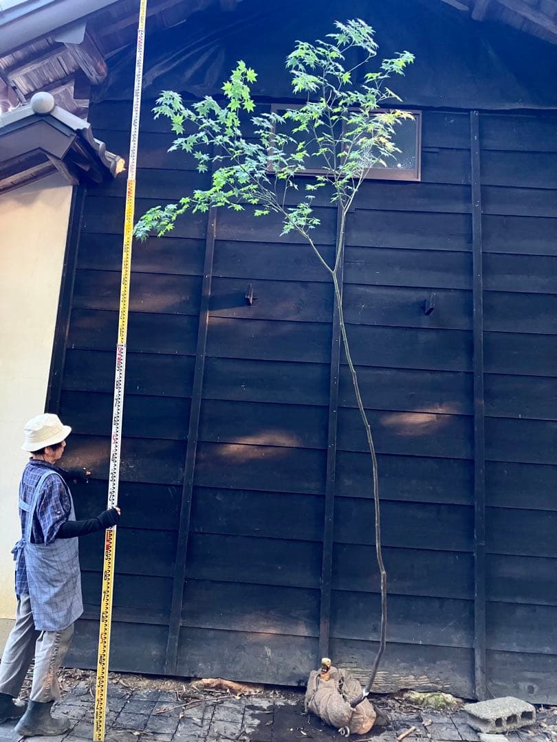 60 山採り　ヒナウチワカエデ