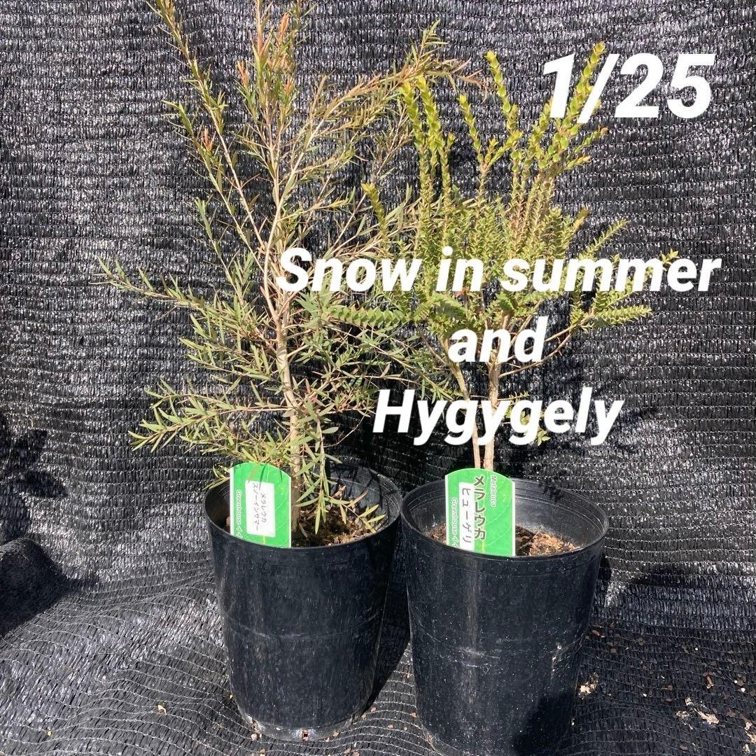 ①*:ஐ2種セット*:ஐメラレウカ・苗木【ヒューゲリ・スノーインサマー】5号