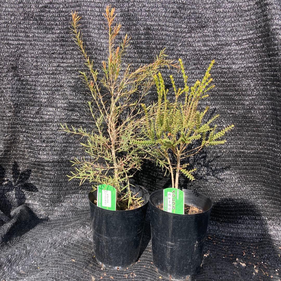 ①*:ஐ2種セット*:ஐメラレウカ・苗木【ヒューゲリ・スノーインサマー】5号