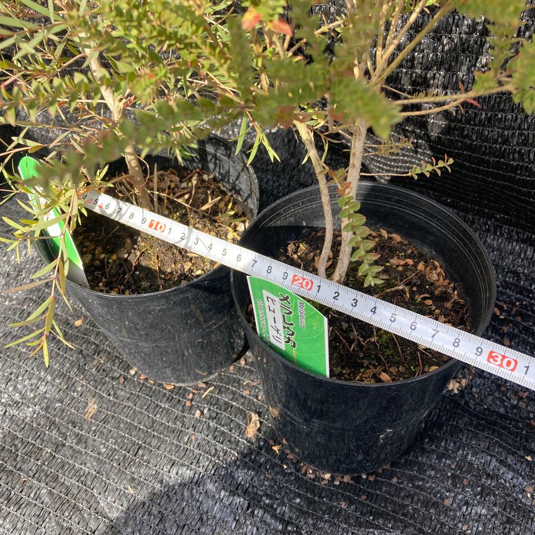 ①*:ஐ2種セット*:ஐメラレウカ・苗木【ヒューゲリ・スノーインサマー】5号