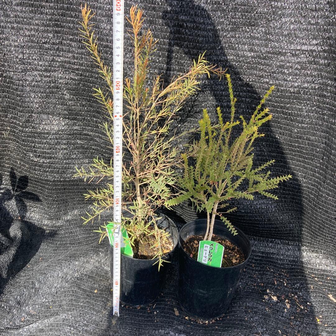 ①*:ஐ2種セット*:ஐメラレウカ・苗木【ヒューゲリ・スノーインサマー】5号