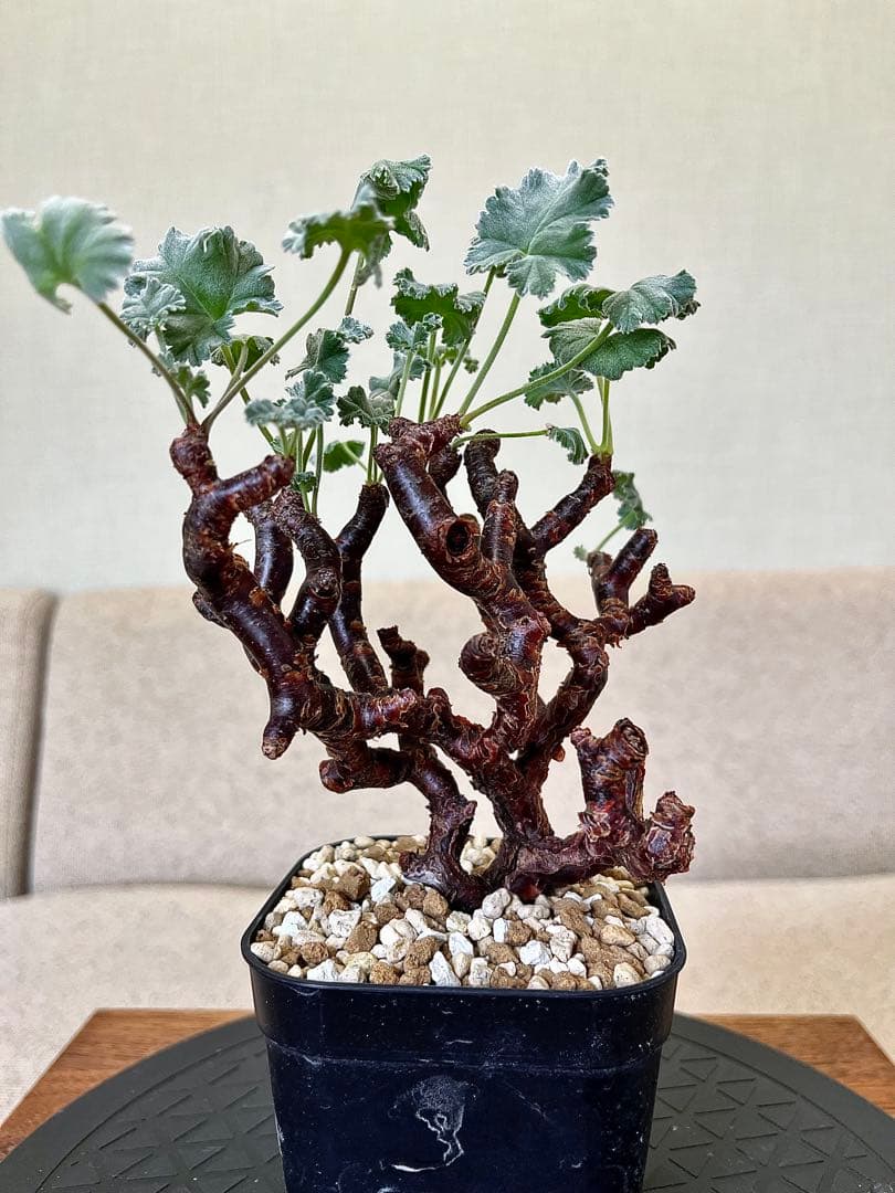 ペラルゴニュウムミラビレ