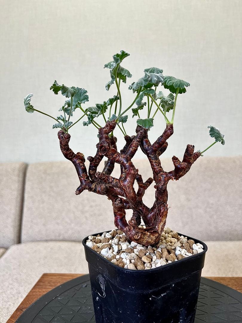 ペラルゴニュウムミラビレ