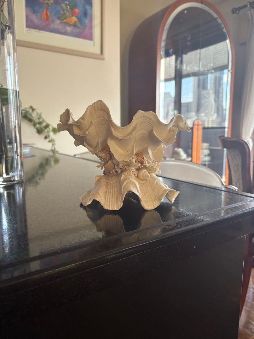 天然貝殻のインテリア置物　ハワイ産