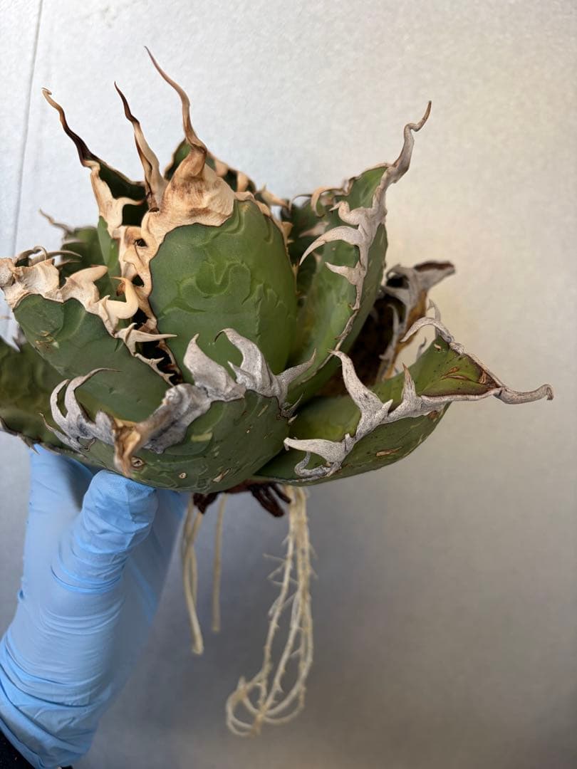 オアハカ アガベ チタノタ 現地球 発根済み