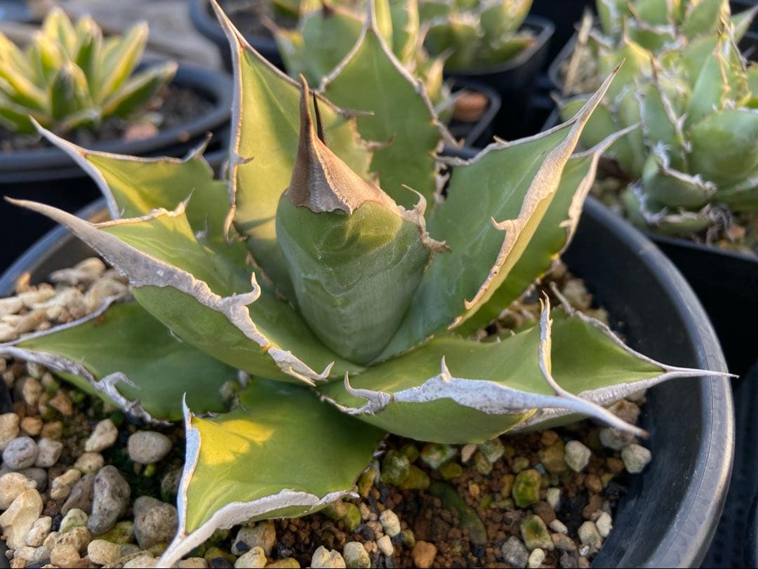 オテロイ実生　特選　極上　子株　オアハカ　チタノタ