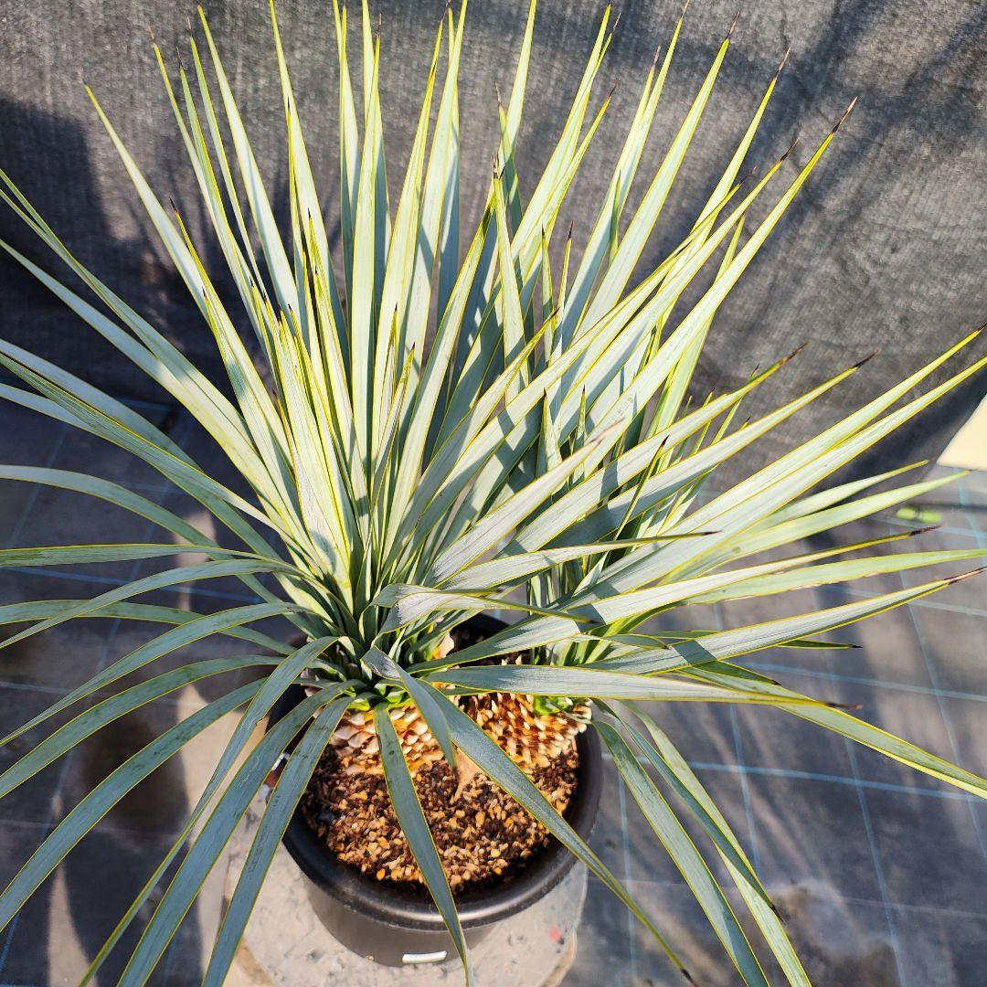 ロストラータ Hyb だぶるへっど