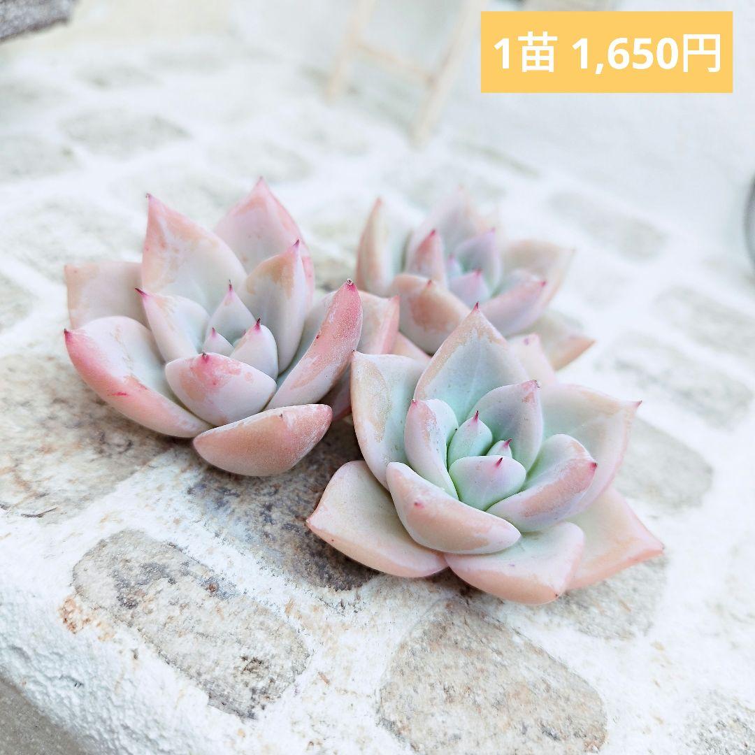 メテオシャワー◎多肉植物 カット苗 輸入苗 エケベリア等