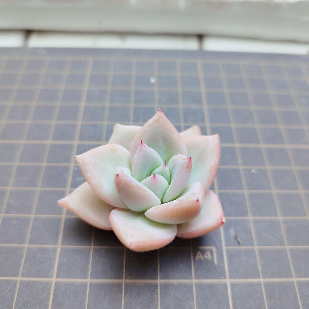 メテオシャワー◎多肉植物 カット苗 輸入苗 エケベリア等