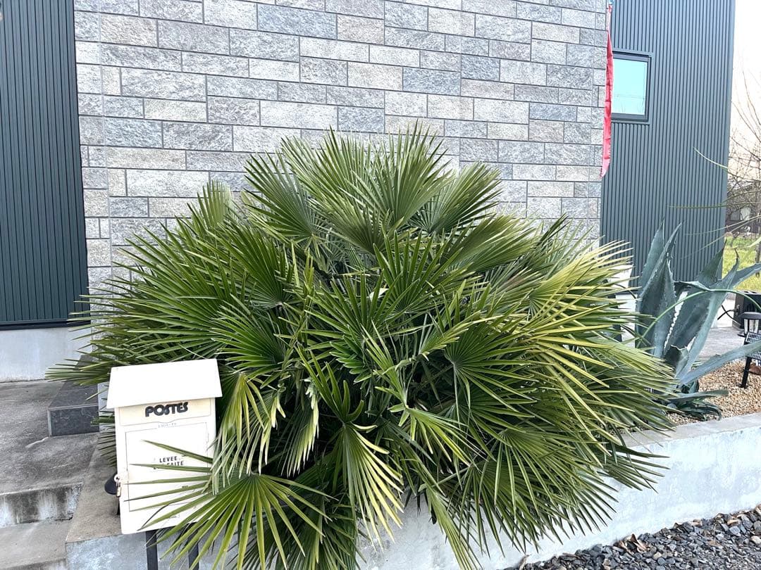 巨大チャメロップス　引き取り限定