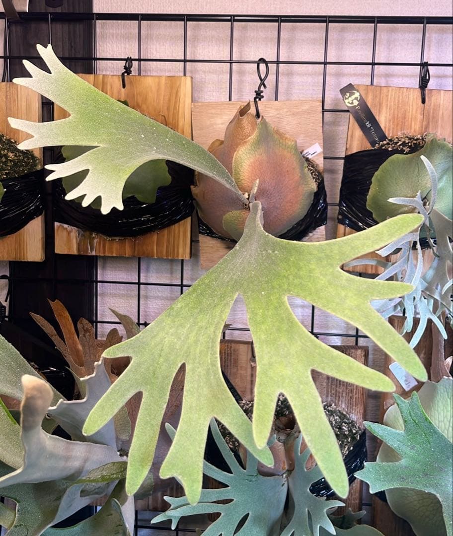 celso tatsuta OC 中株 セルソ タツタ