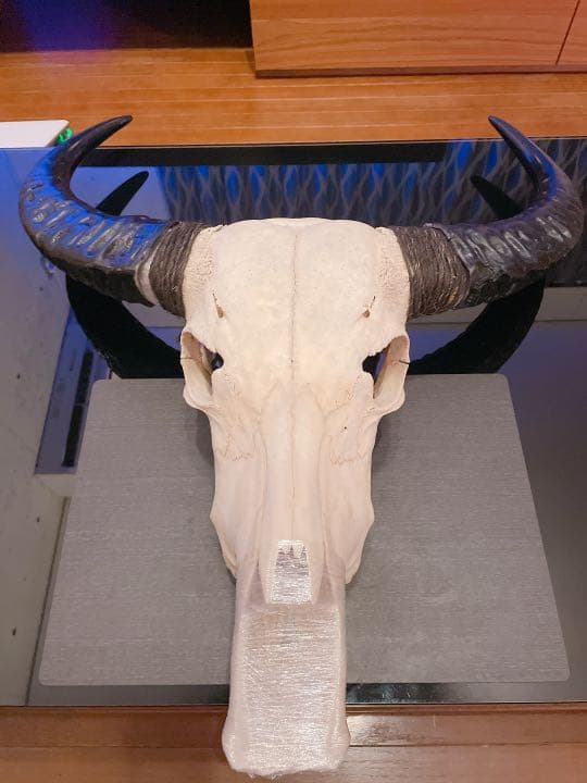 ハンティングトロフィー 【バッファロー】 【新品】