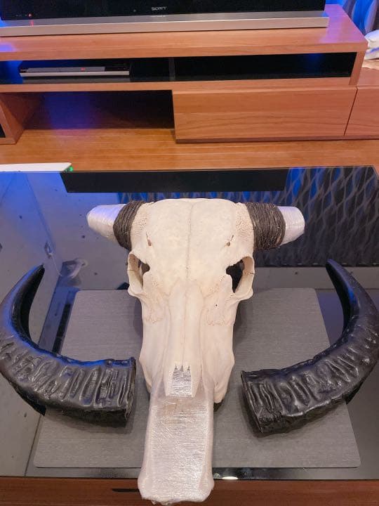 ハンティングトロフィー 【バッファロー】 【新品】