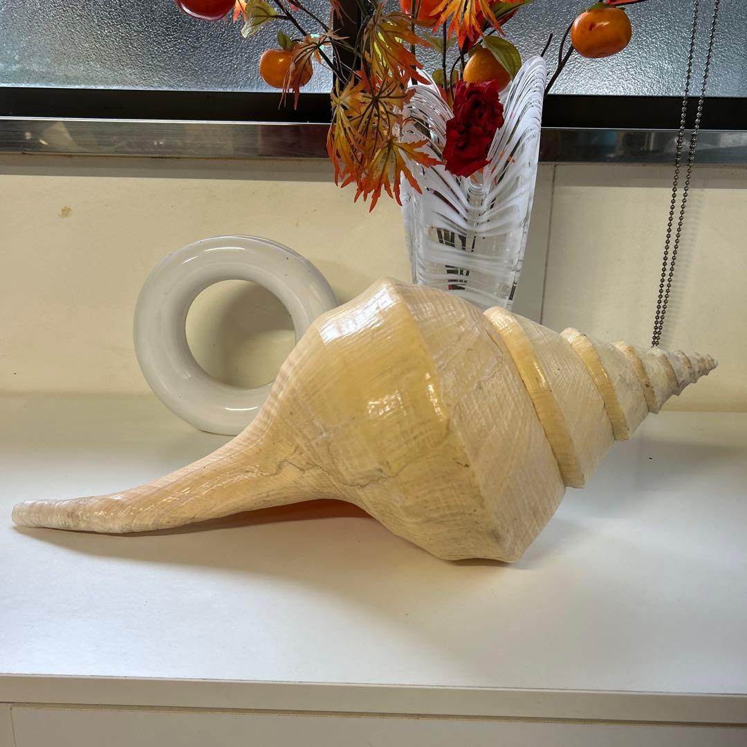 レア貝　最大　法螺貝　アラフラオオニシ貝　貝殻長約５４センチ殻径約７１センチ