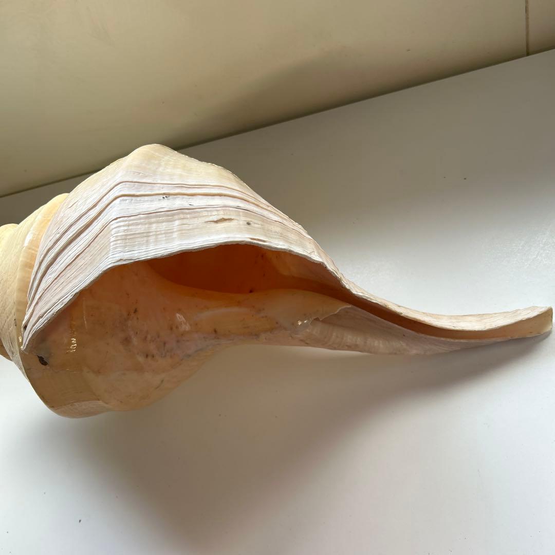 レア貝　最大　法螺貝　アラフラオオニシ貝　貝殻長約５４センチ殻径約７１センチ