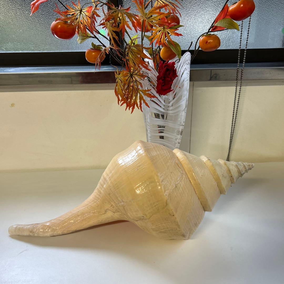 レア貝　最大　法螺貝　アラフラオオニシ貝　貝殻長約５４センチ殻径約７１センチ