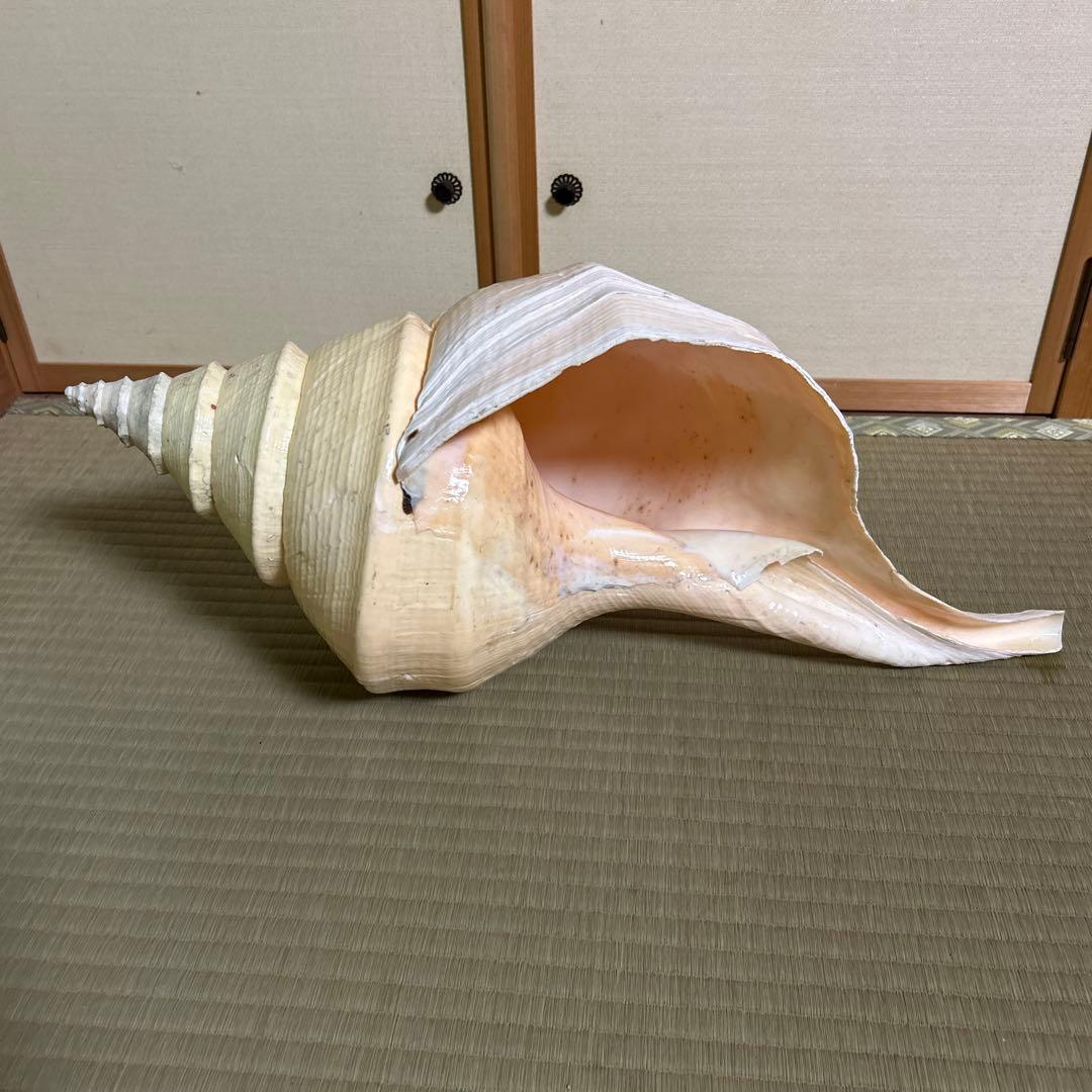 レア貝　最大　法螺貝　アラフラオオニシ貝　貝殻長約５４センチ殻径約７１センチ