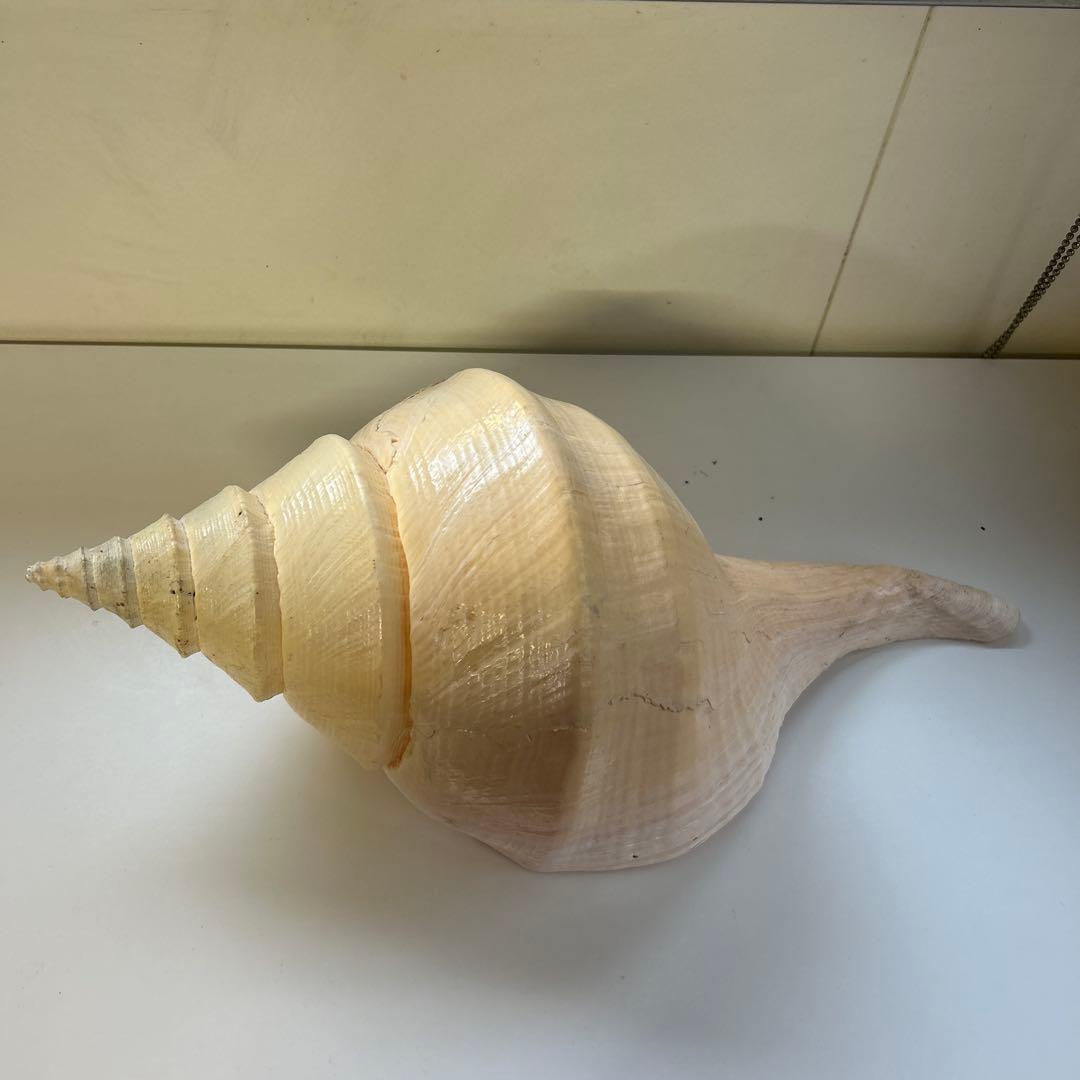レア貝　最大　法螺貝　アラフラオオニシ貝　貝殻長約５４センチ殻径約７１センチ