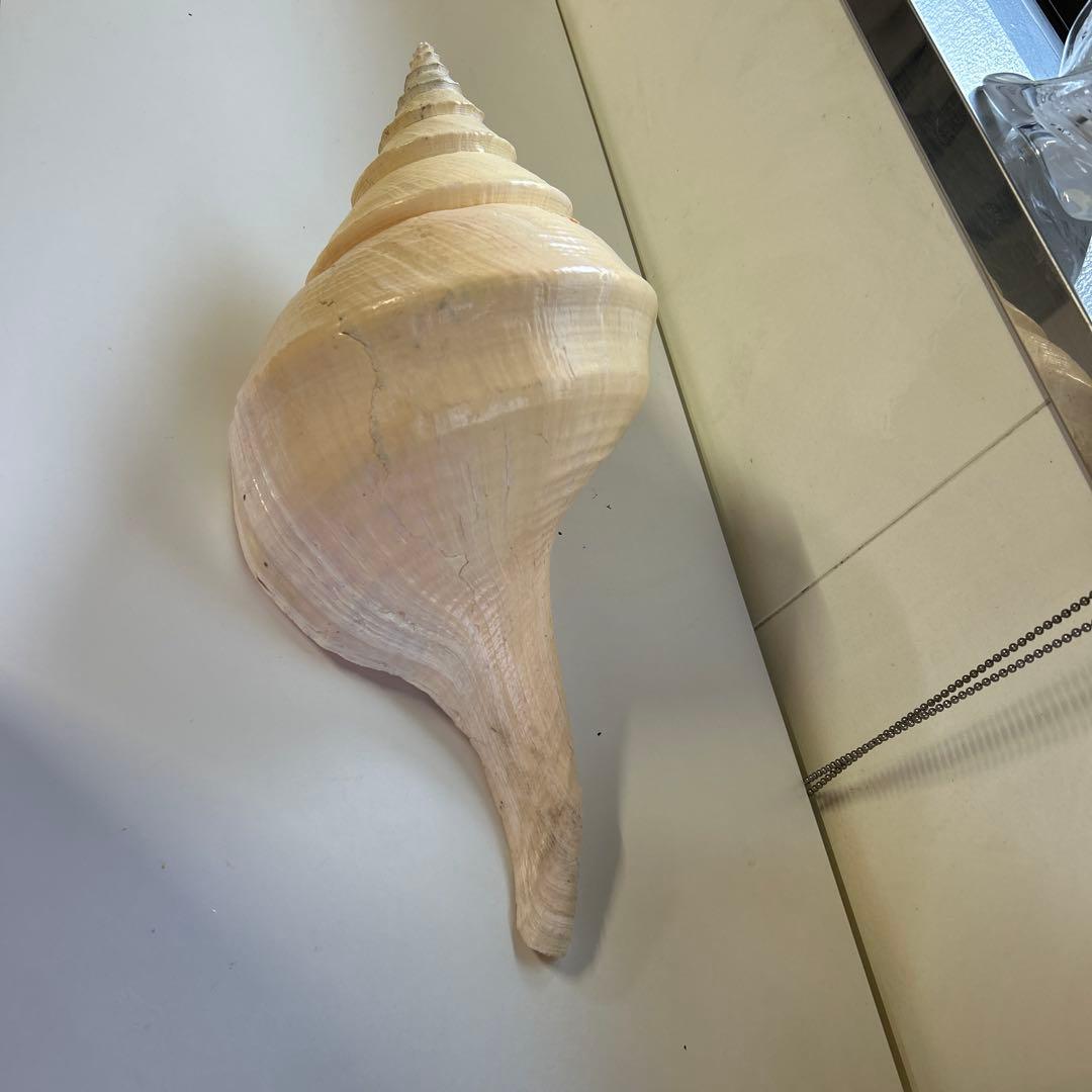 レア貝　最大　法螺貝　アラフラオオニシ貝　貝殻長約５４センチ殻径約７１センチ