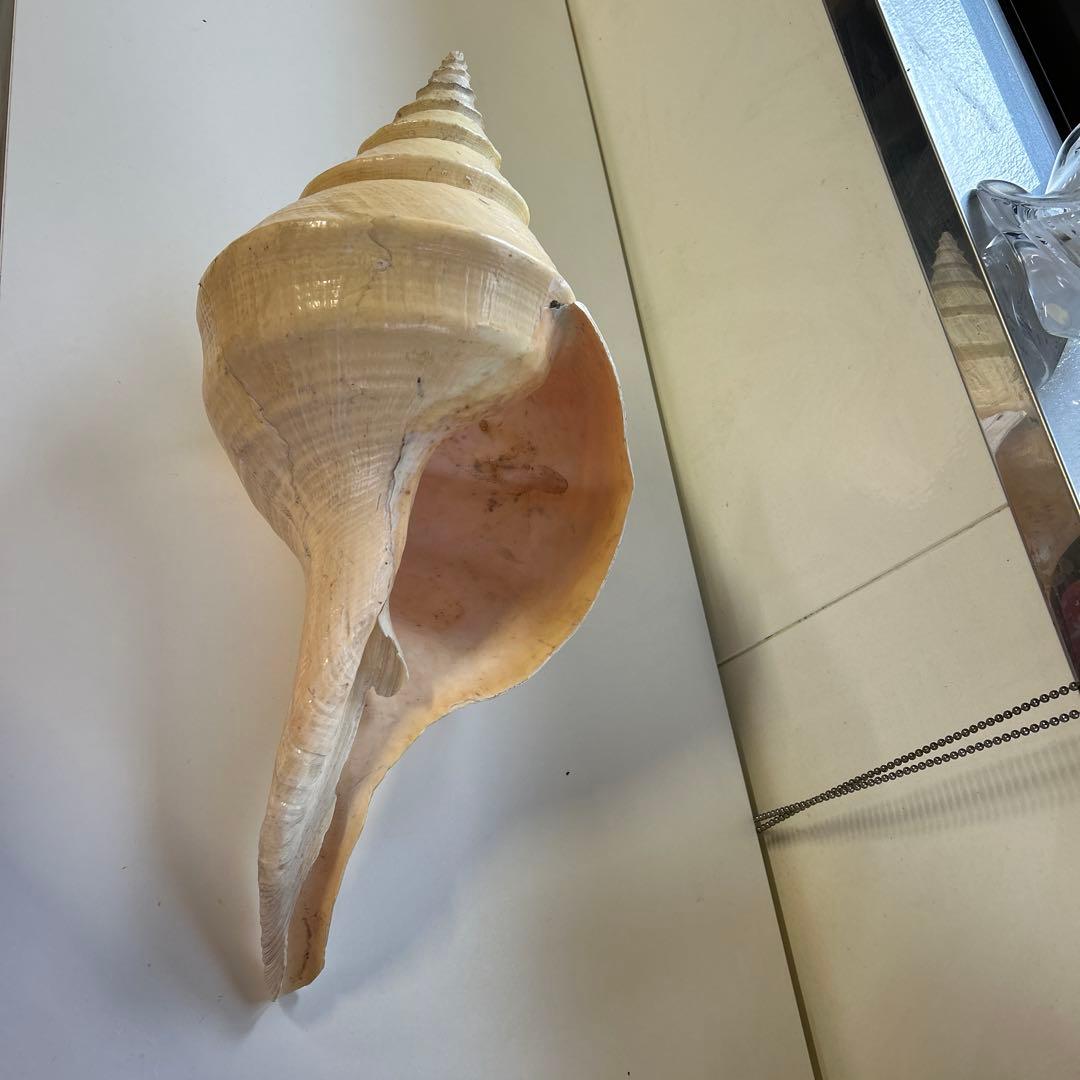レア貝　最大　法螺貝　アラフラオオニシ貝　貝殻長約５４センチ殻径約７１センチ