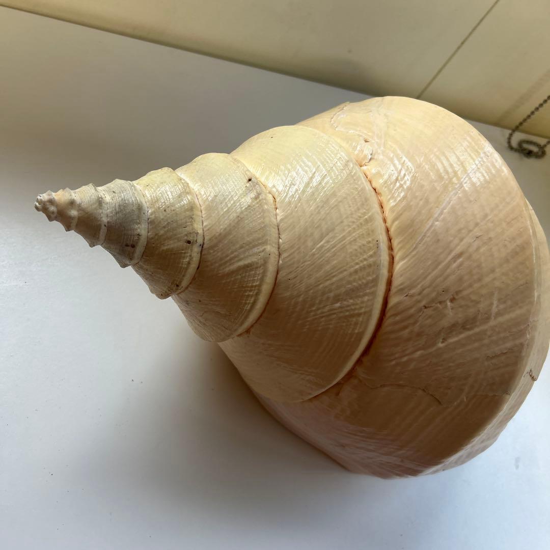 レア貝　最大　法螺貝　アラフラオオニシ貝　貝殻長約５４センチ殻径約７１センチ