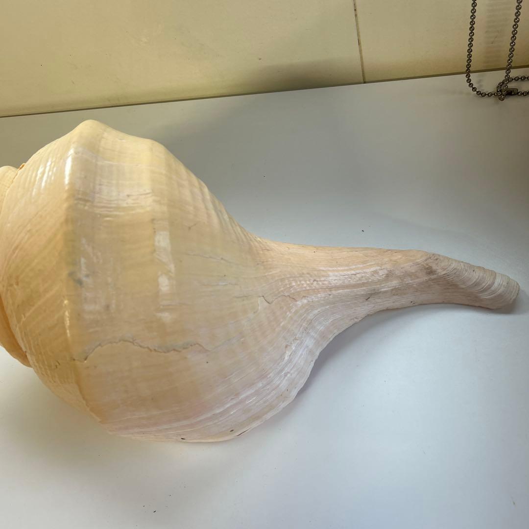 レア貝　最大　法螺貝　アラフラオオニシ貝　貝殻長約５４センチ殻径約７１センチ